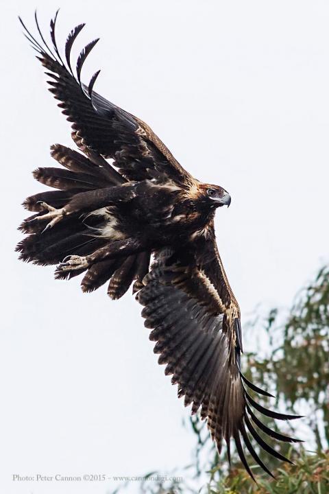 Wedge tailed Eagle 2 | Shutterbug